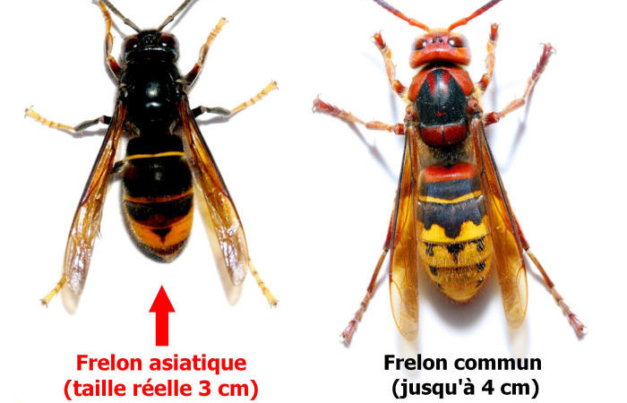 Retour du frelon asiatique