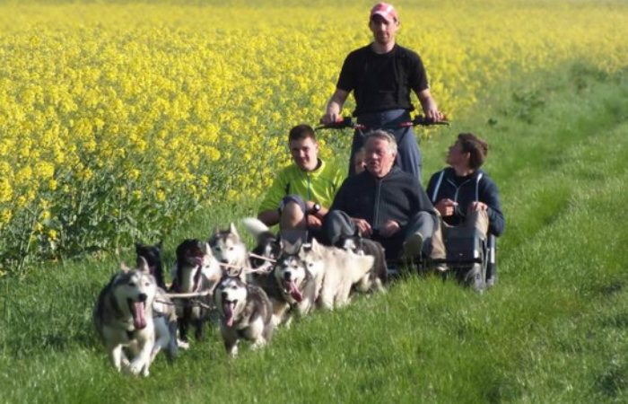 Chiens de traineau photo