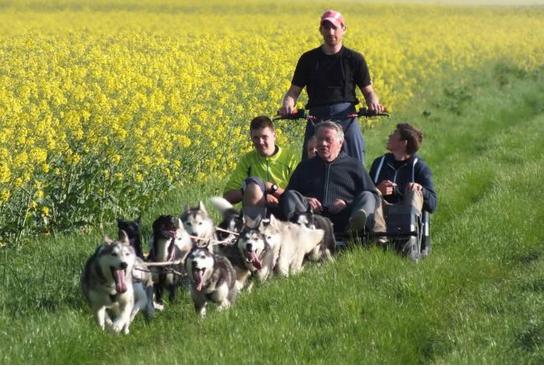 Chiens de traineau photo